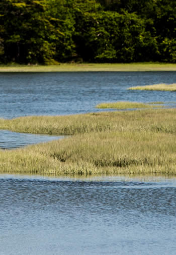 Wind rippled water surrounded by golden grasses and green trees