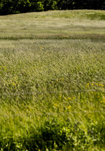 Close up view of a rolling green grassy meadow