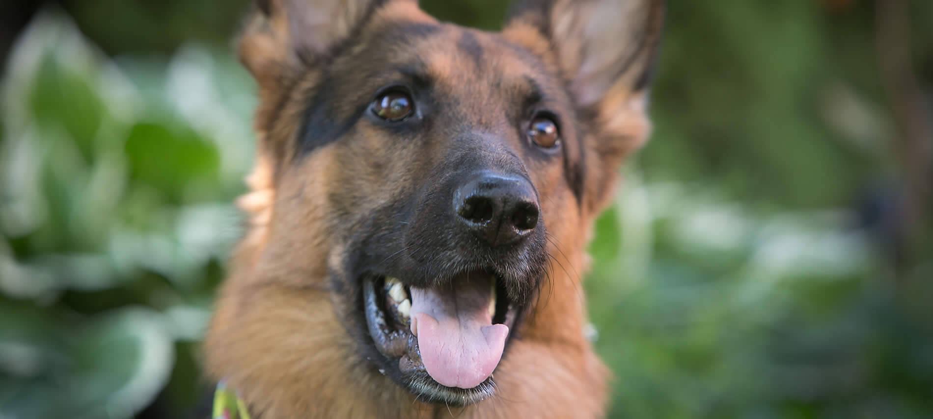 Close up view of a brown and black German shepherd with his mouth open