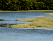 Wind rippled water surrounded by golden grasses and green trees