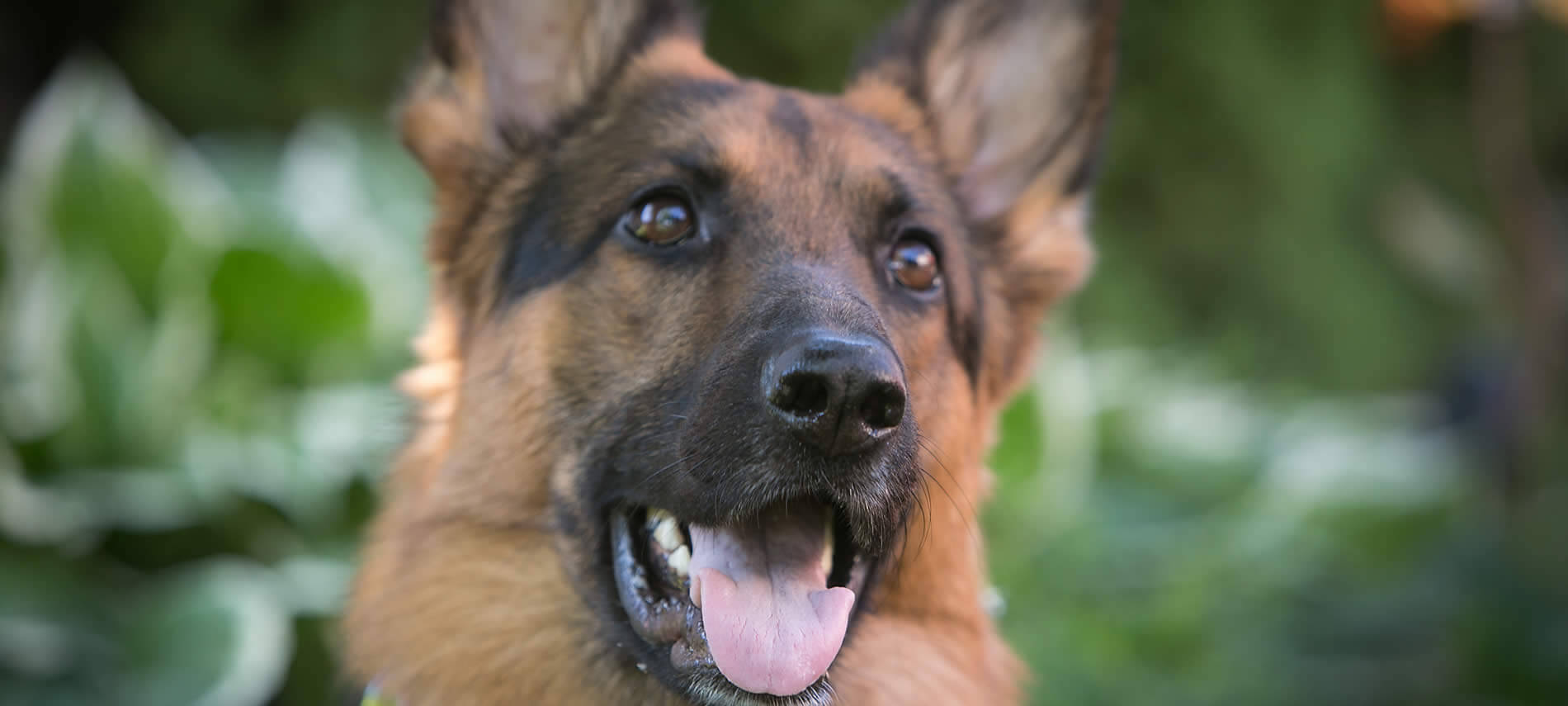 Close up view of a brown and black German shepherd with his mouth open