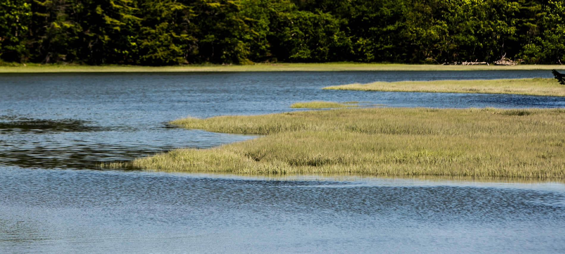 Wind rippled water surrounded by golden grasses and green trees